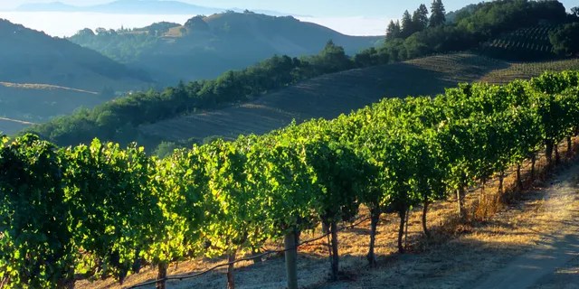 In Napa, enjoy the wineries and restaurants with the wonderful backdrop of mountains, vistas, and plenty of fresh air. 