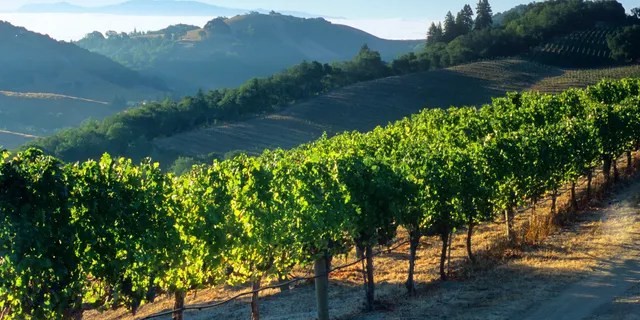 In Napa, enjoy the wineries and restaurants with the wonderful backdrop of mountains, vistas, and plenty of fresh air.