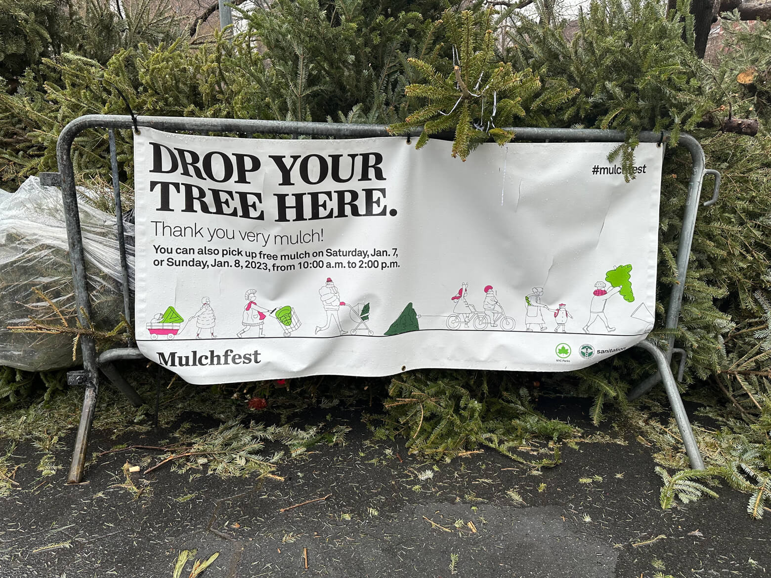 Mulchfest 2023 — a time to repurpose our holiday trees 3