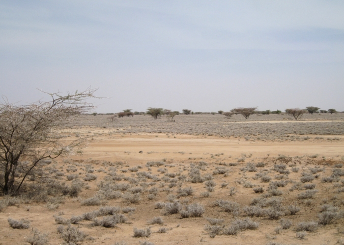 IRIN Turkana at risk of further food shortages