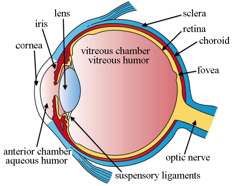 Diagram of the Eye BoozmanHof