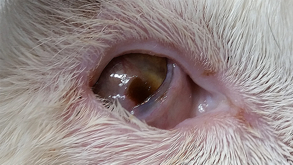Corneal Ulcer Treatment. Dog Eye Ulcer Treatment in Brisbane
