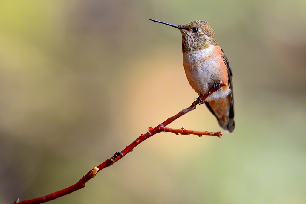 Best Focal Length to Get Into Wildlife Photography