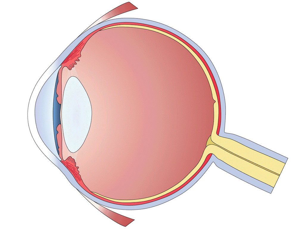 How your eye focuses light