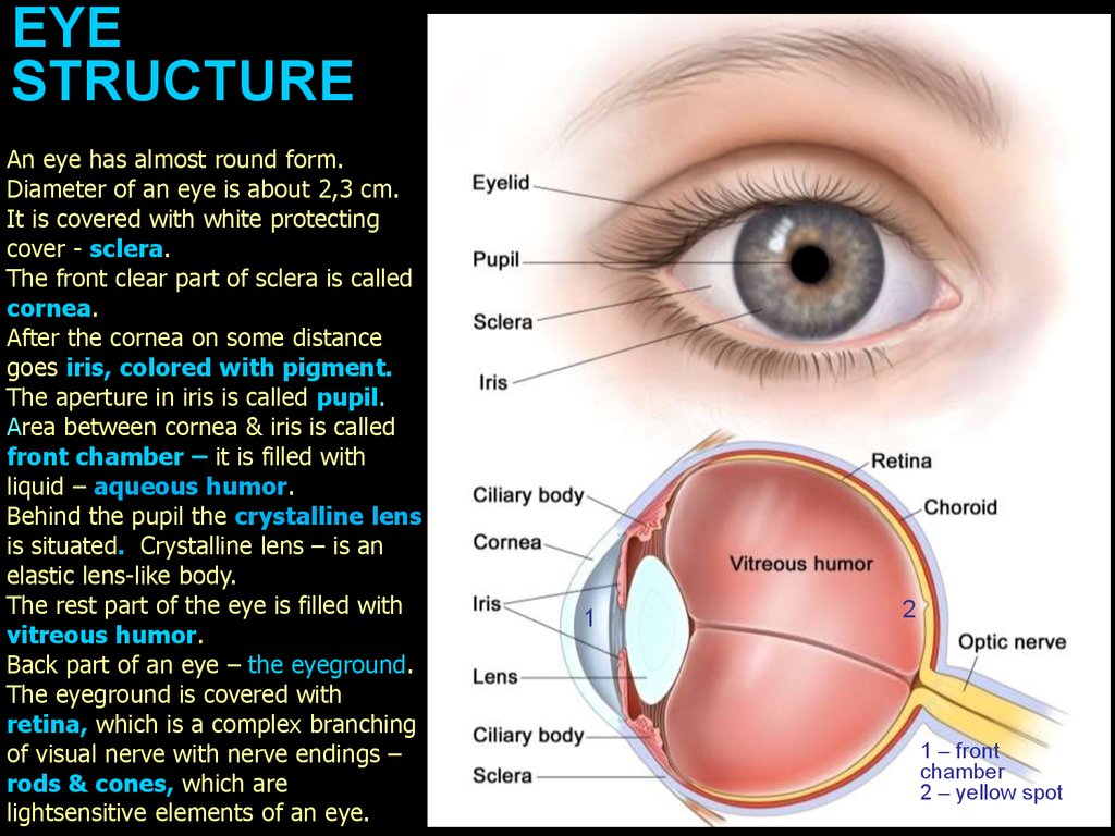Optics of vision. Eye structure презентация онлайн