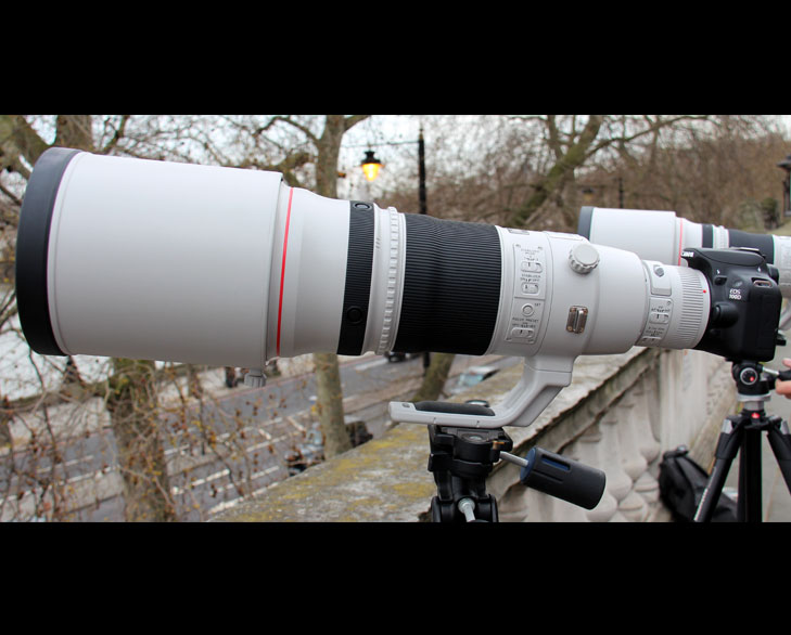 Best Lenses for Wildlife Photography The Royale