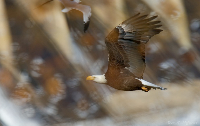 Secrets of Digital Bird Photography