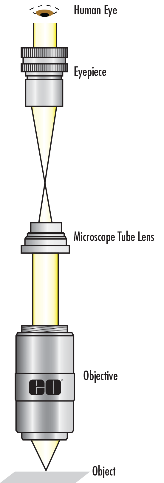 Understanding Microscopes and Objectives Edmund Optics