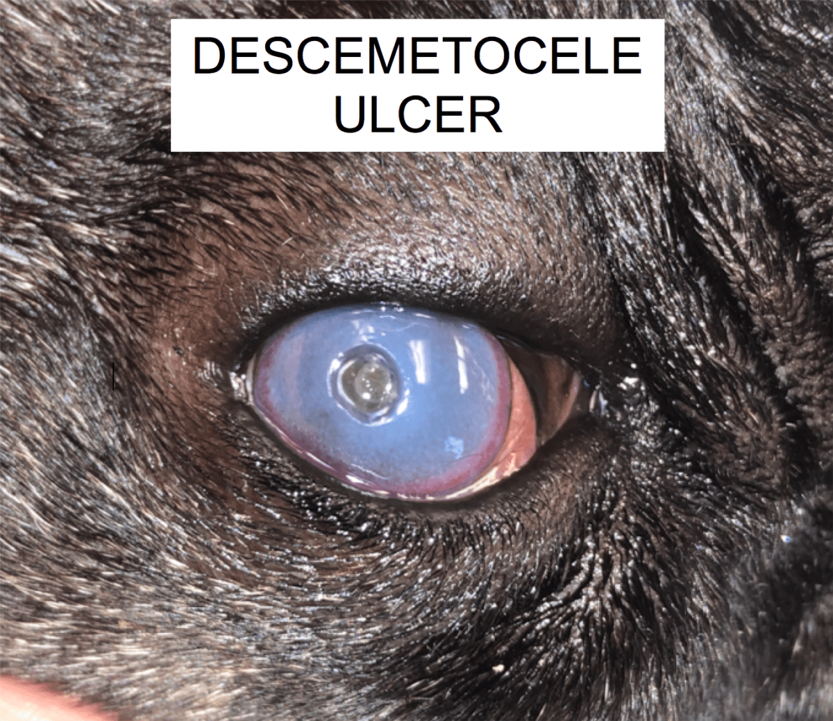 Corneal Ulcers in Tulsa Oklahoma City. OK Animal Eye