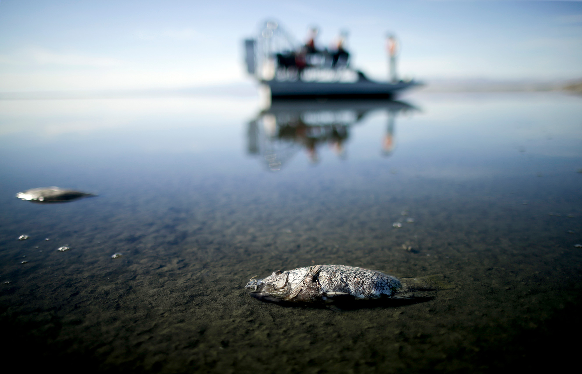 Oxygen-starved tilapia floats in the shallow Salton Sea Bay