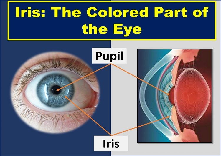 Colored Part of the Eye Iris Definition. Function