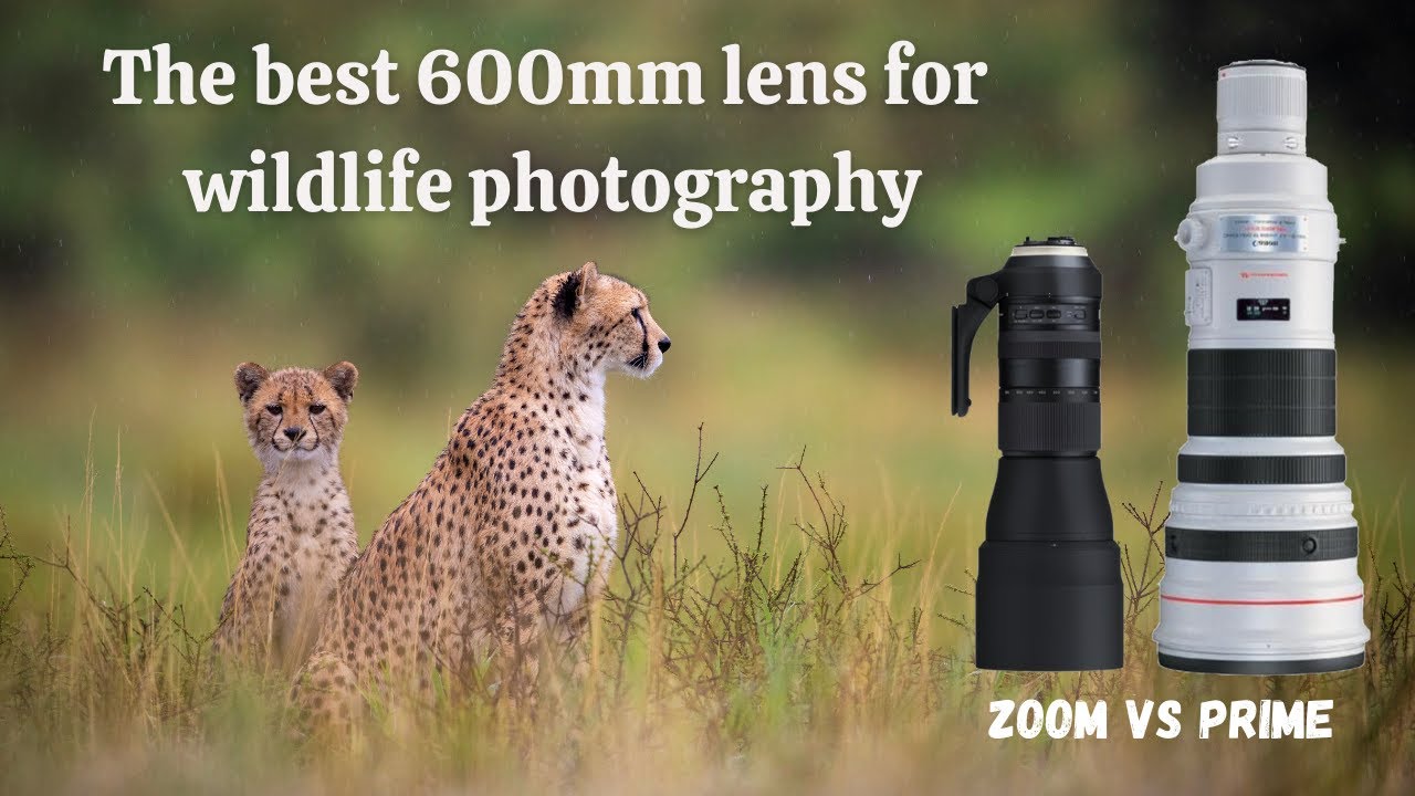 Tamron 150600mm G2 zoom lens vs Canon 600mm f/4 prime