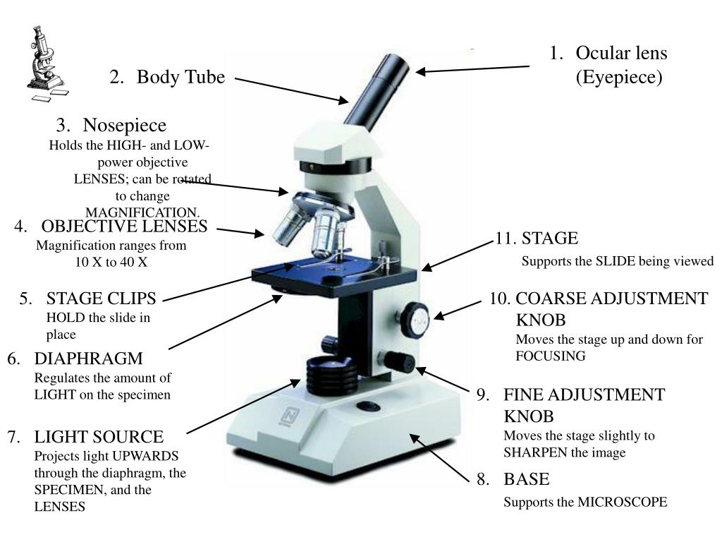 Microscope Light Source Function Micropedia