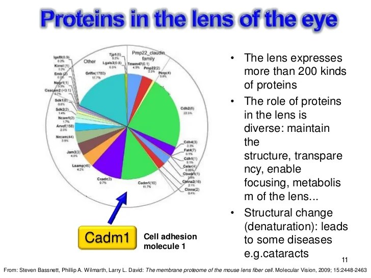 Filip bzik proteins in the lens of the eye