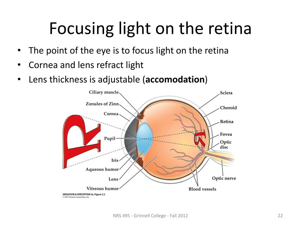 PPT Eye and Early Vision PowerPoint Presentation. free