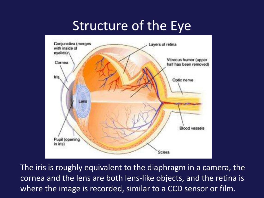 Lens Eye Function describe the function of eye with a