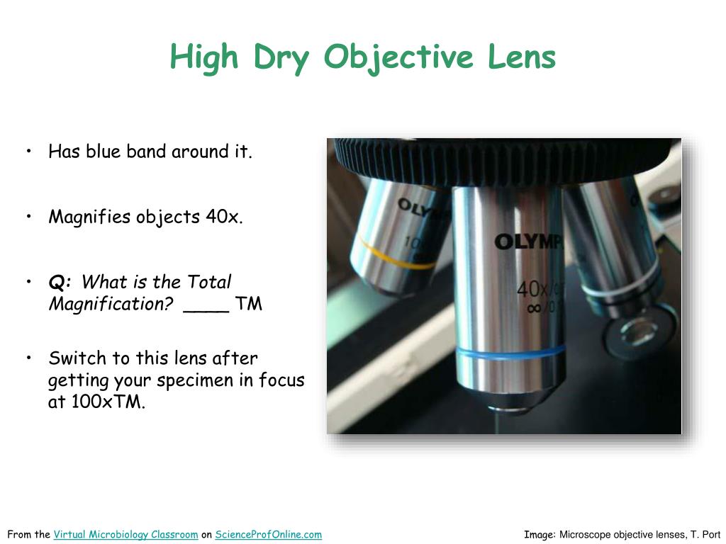 PPT How to Use a Compound Microscope Basic Microscopy