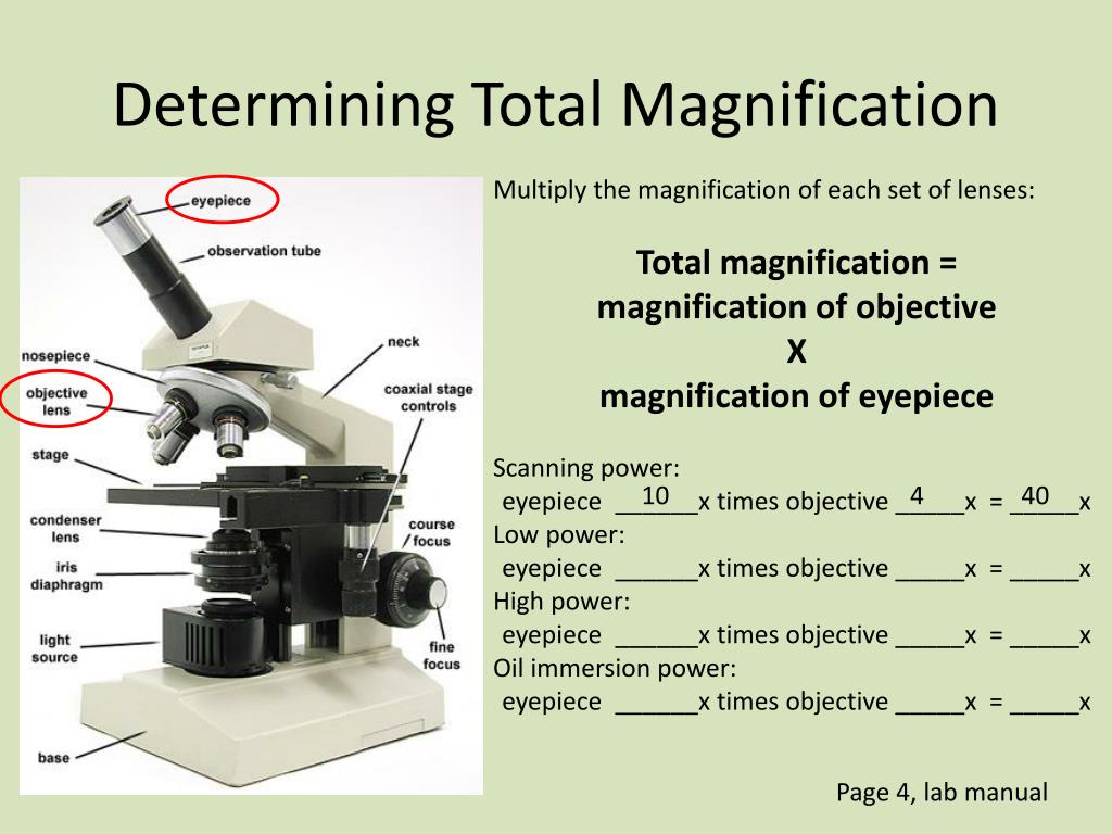 PPT Using the Microscope PowerPoint Presentation. free