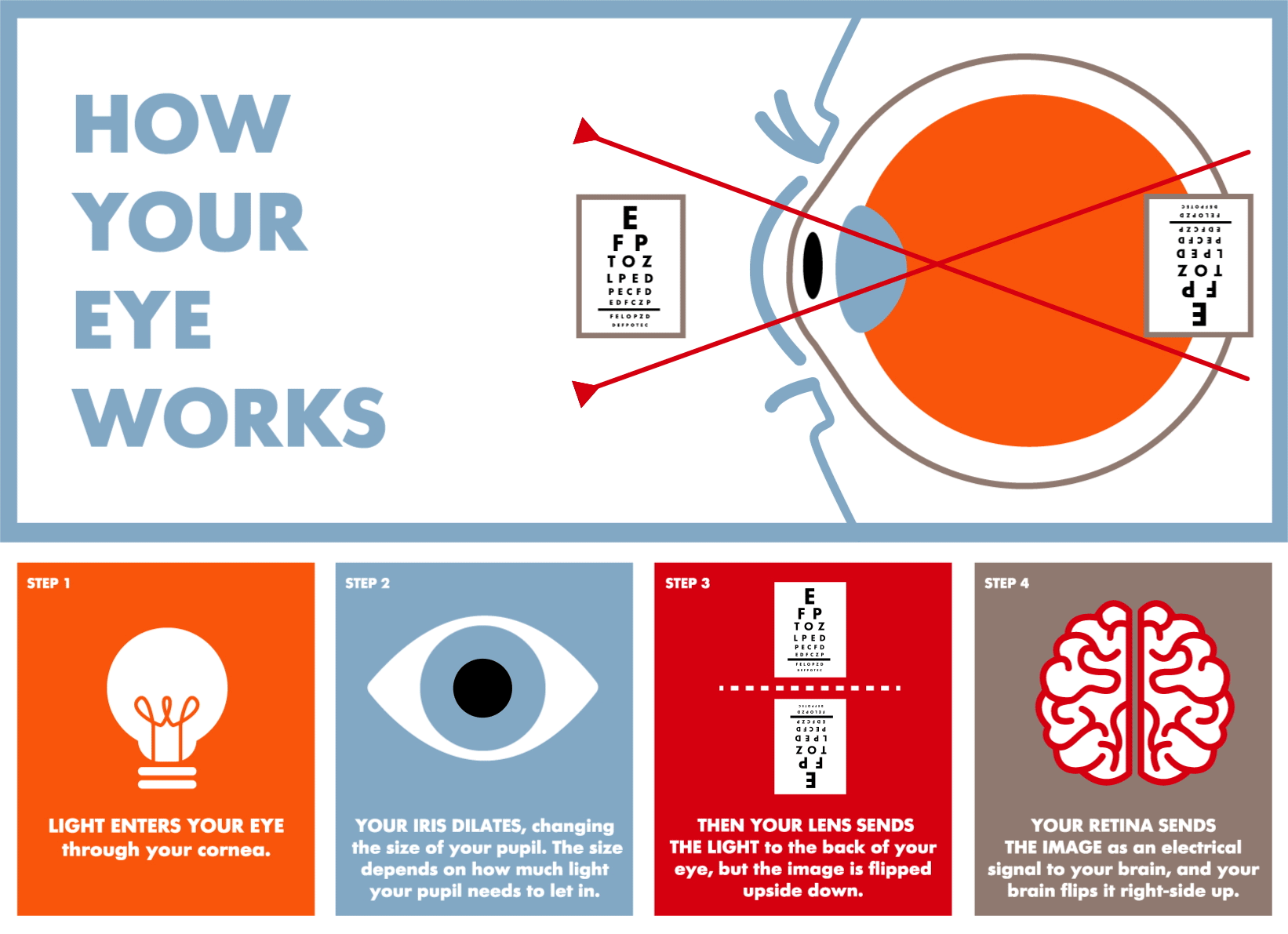 Parts of the Eye Anatomy How Eyes Work LensCrafters