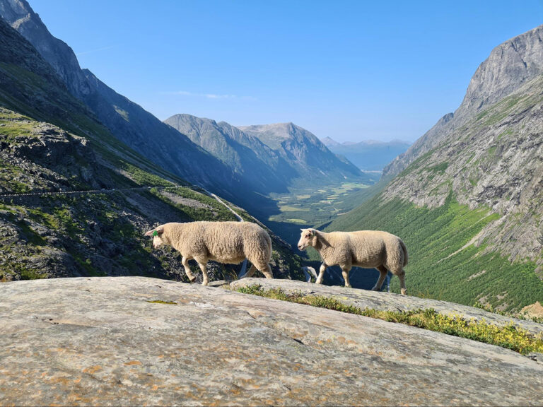 Sheep on the scenic Geiranger to Trollstigen Road.