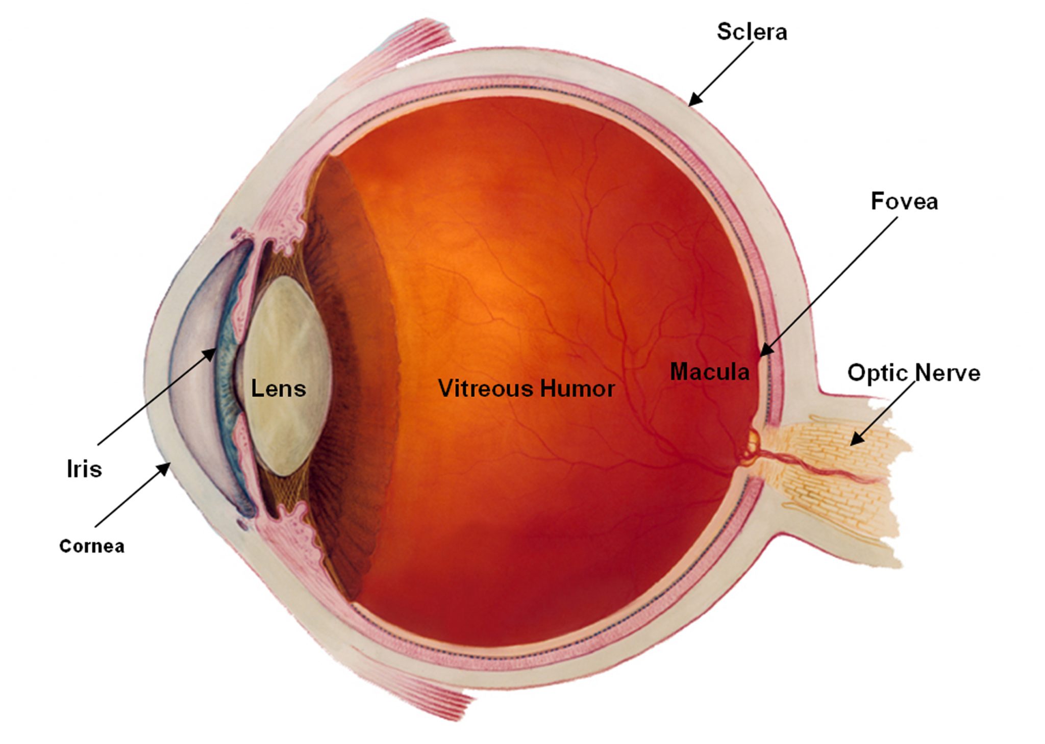 Normal Vision Magrabi Hospitals