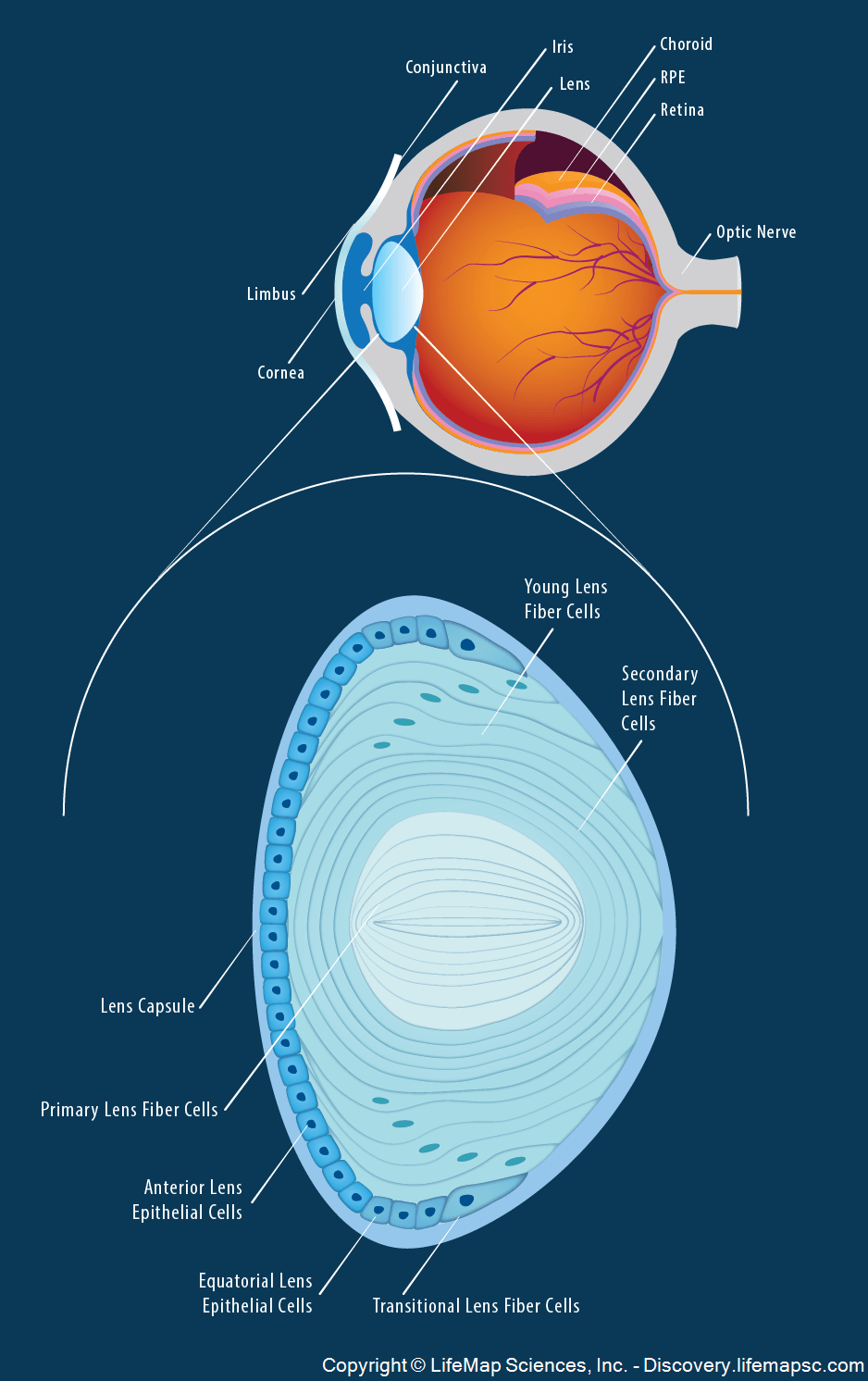 The Anatomy and Structure of the Adult Human Lens
