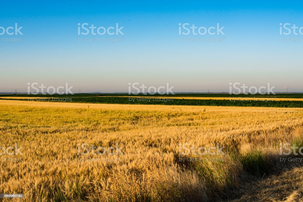 Beautiful Wheat Field With Sunlight And Lens Flare Fertile