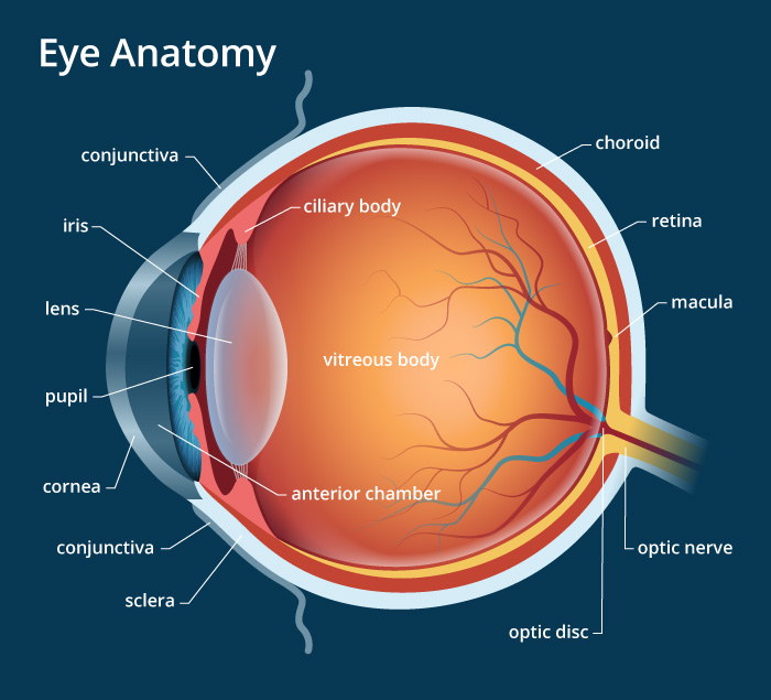 Human Eye Anatomy. parts and structure Online Biology Notes