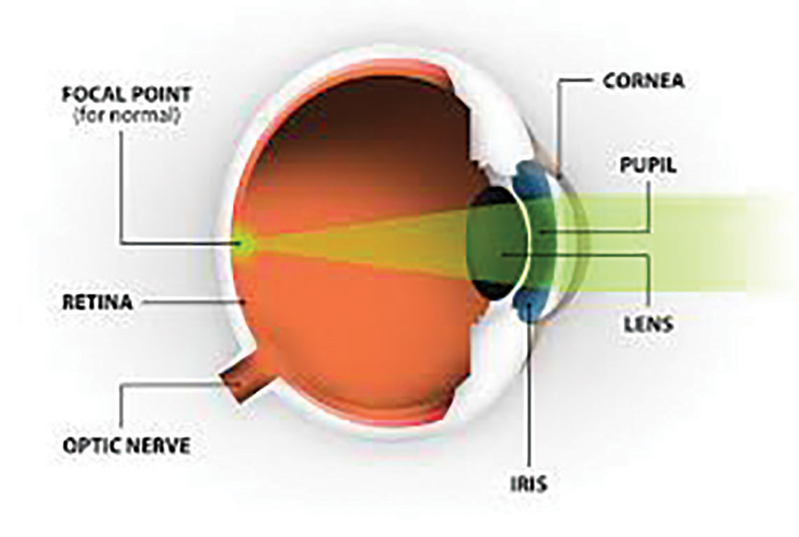 Why Are My Dog’s Eye’s Cloudy? Nuclear Sclerosis vs. Cataracts