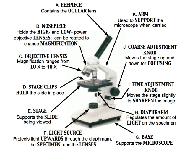 Bio Lab 2 The Microscope Flashcards by ProProfs