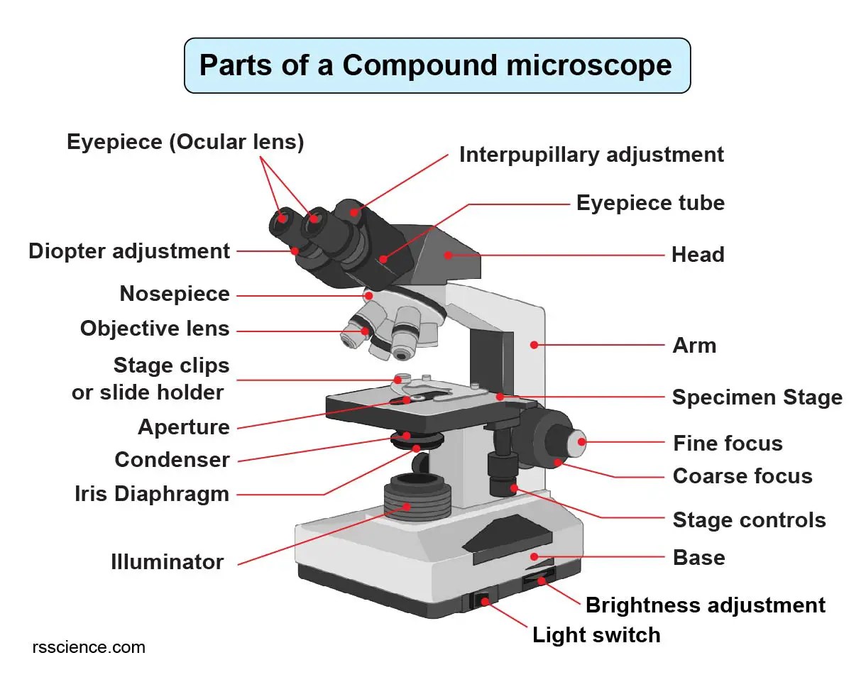 Compound Microscope Parts Labeled Diagram and their
