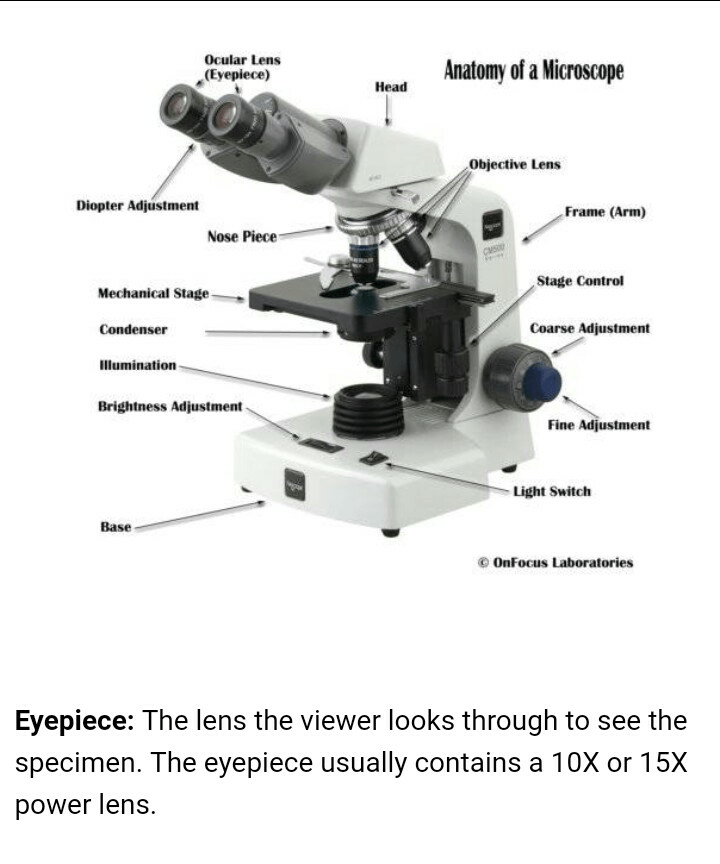 Microscope Functions Micropedia