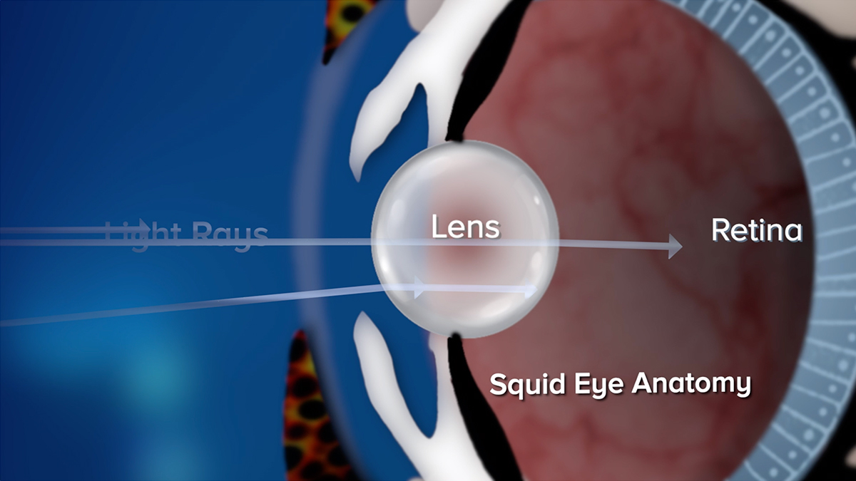 A Squids Eye View Science Friday