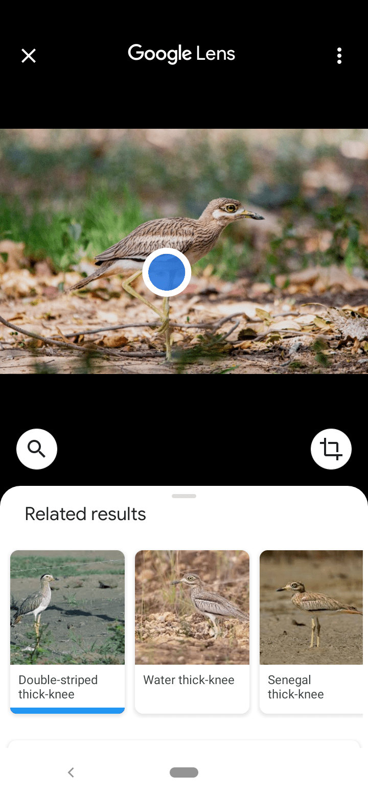 Use Google Lens to identify and understand virtually anything