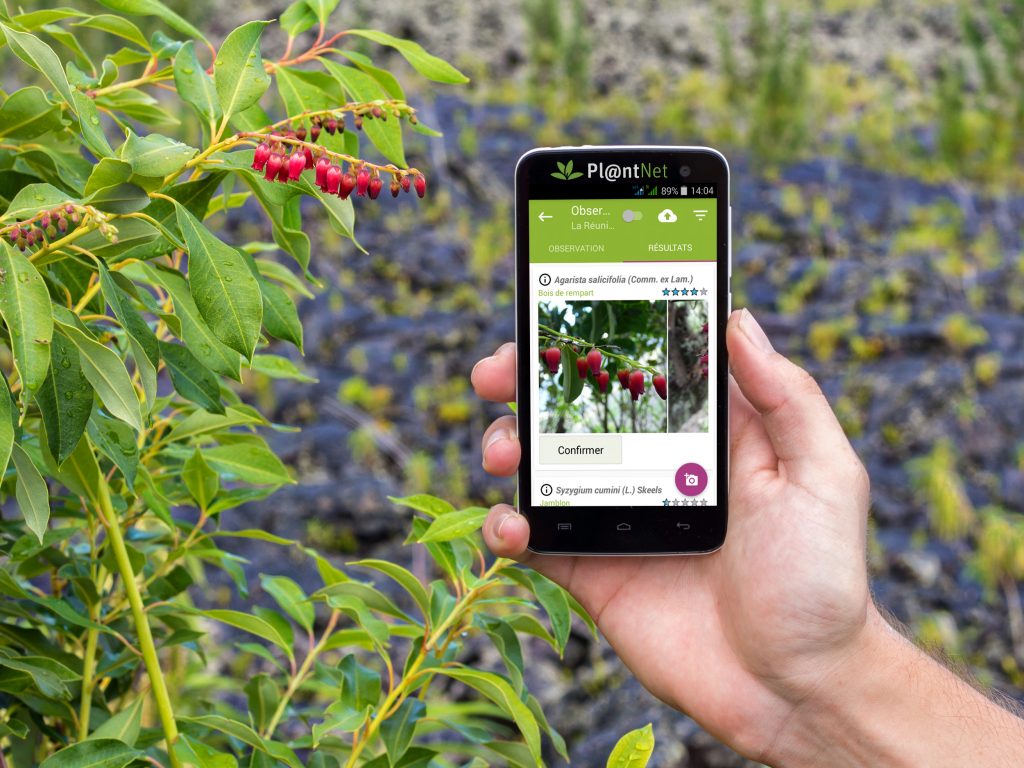 The 3 Best Free Plant Identification Apps of 2020 for