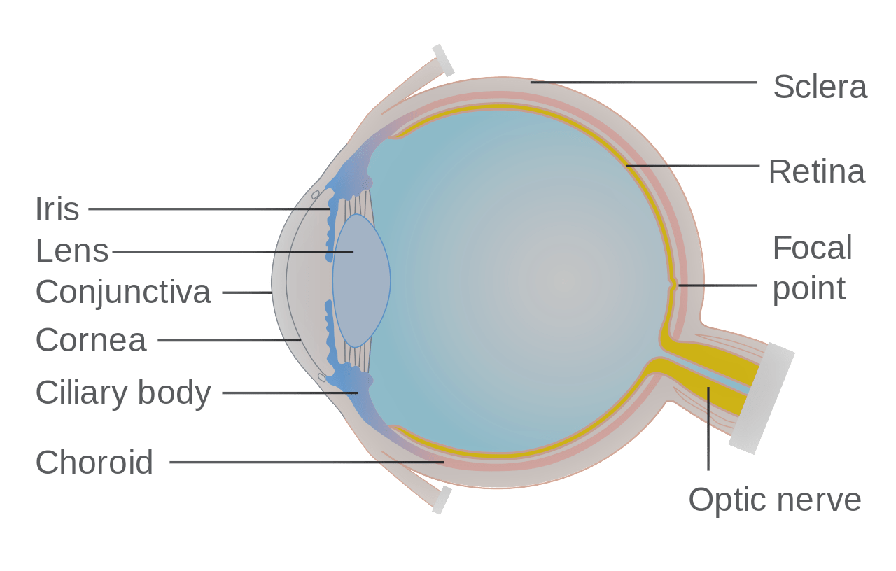 Human eye lens is A Spherical and can be moved forward