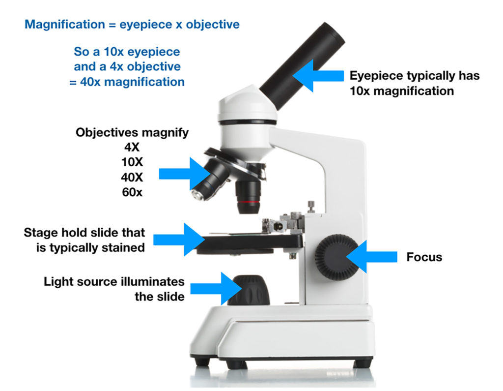 3b3 Magnification biotas